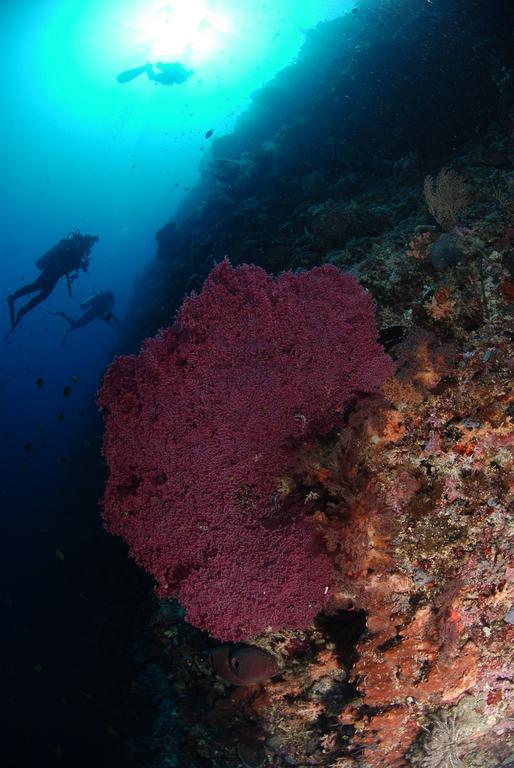 Bunaken Divers Sea Breeze Resort Exteriör bild
